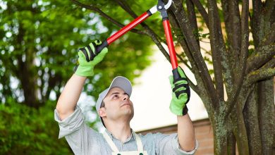 Enhance Your Landscape with Professional Tree Pruning Service